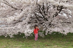 観桜会