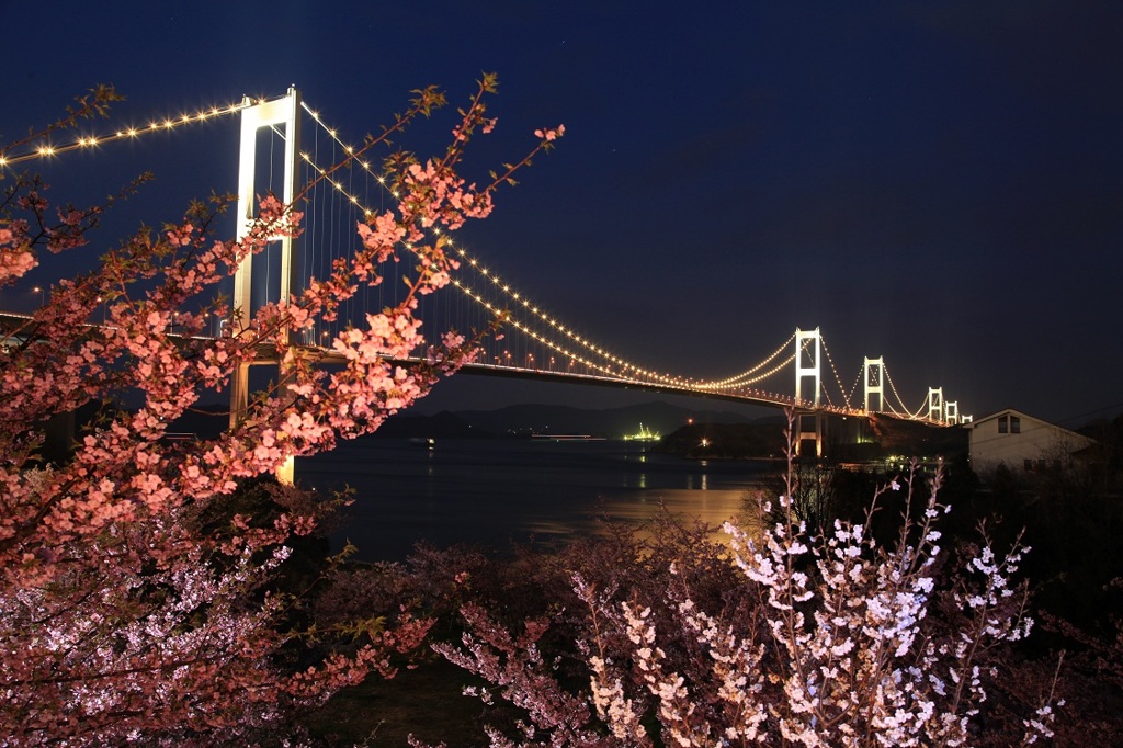 ライトアップと河津桜