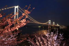 ライトアップと河津桜
