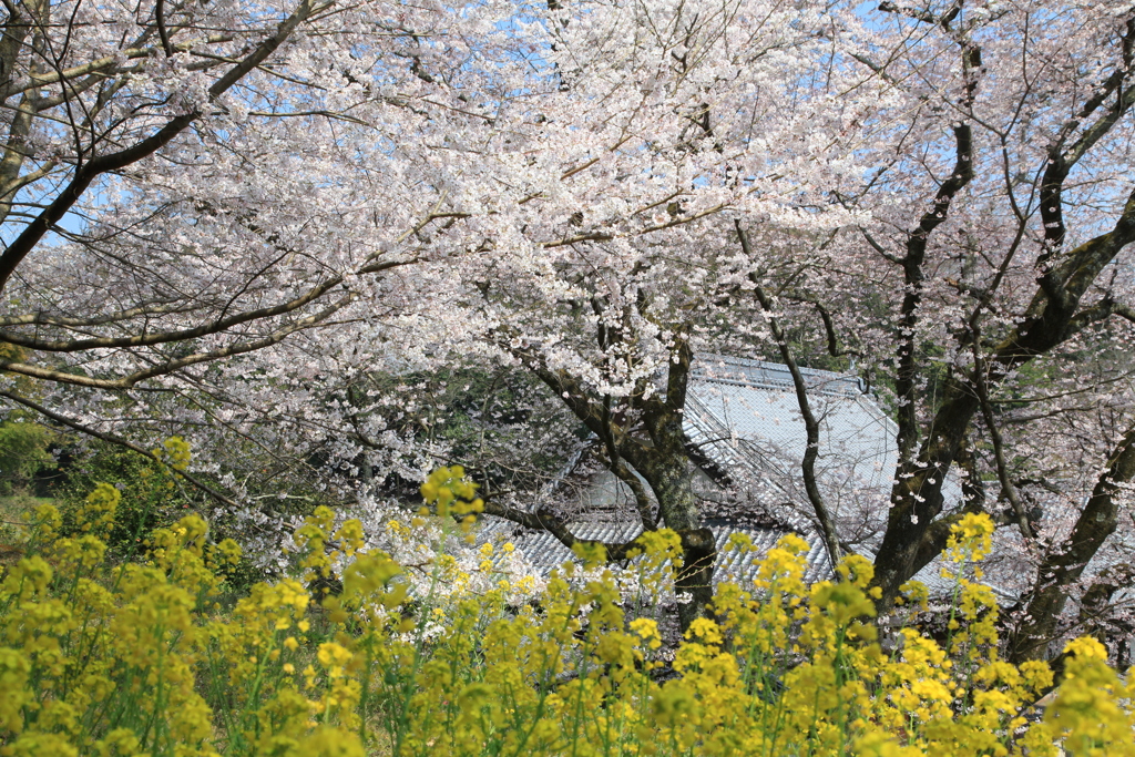 金龍桜　Part2