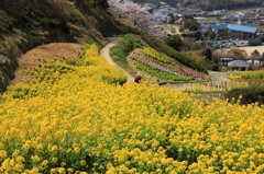 菜の花畑