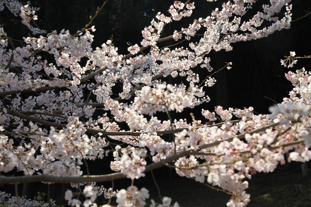 金龍桜