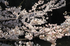 金龍桜