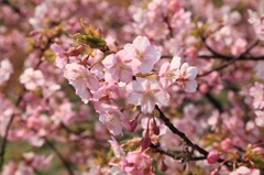 河津桜