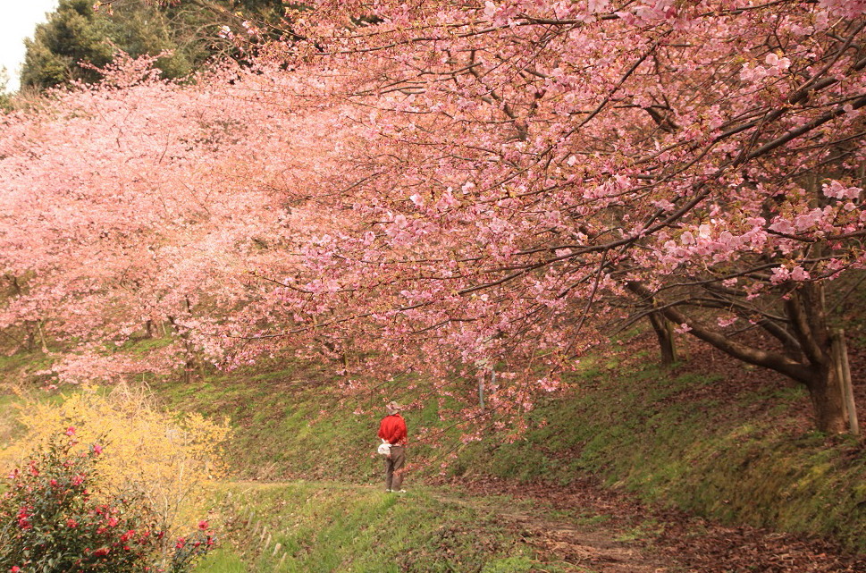 河津桜
