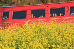 伊予灘ものがたりと菜の花コラボ