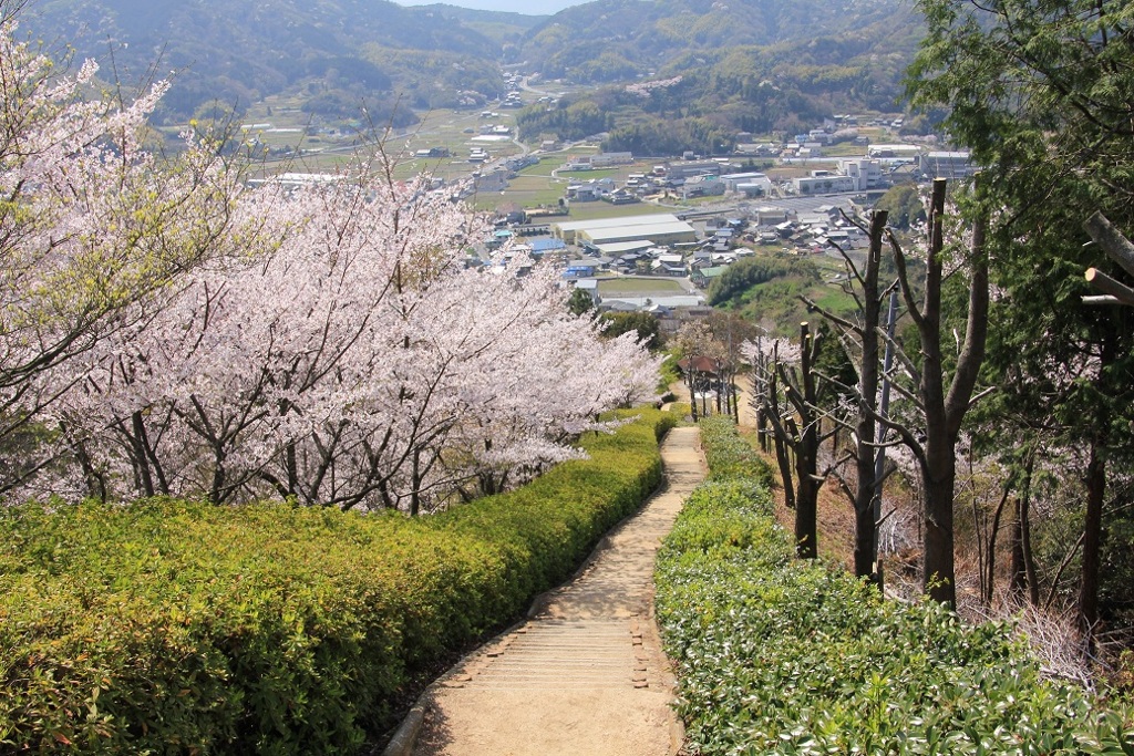 桜道