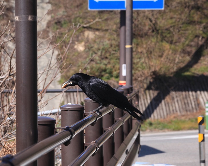 餌付け