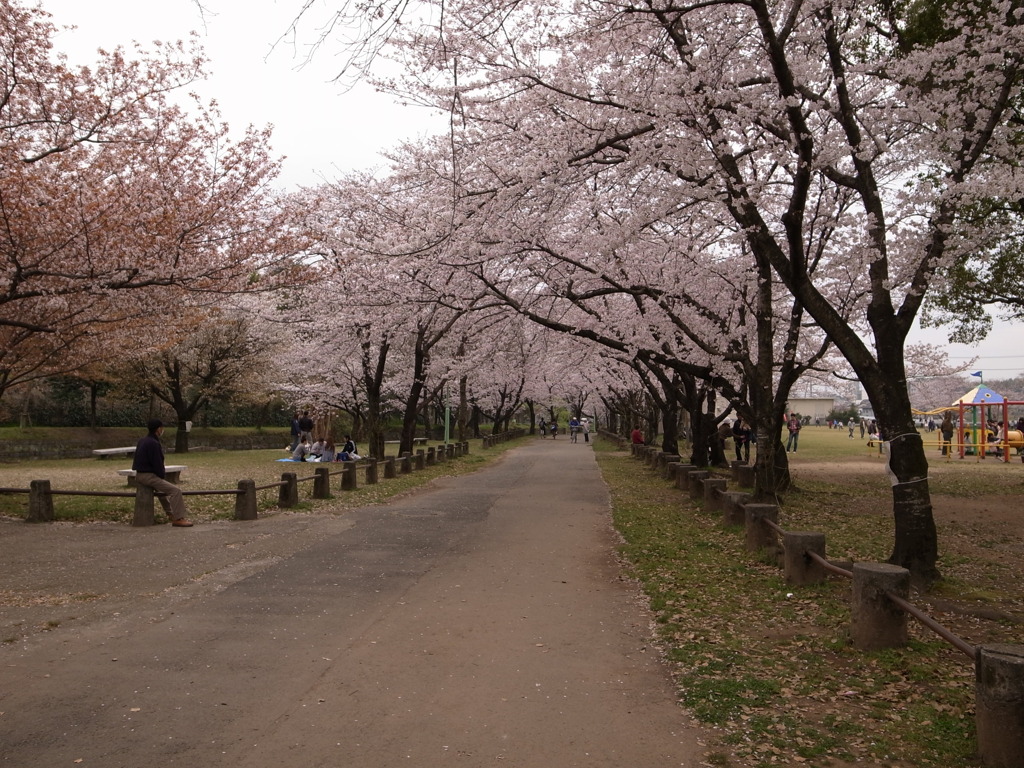 桜並木。