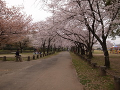 桜並木。