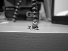 部屋の中のカエルさん