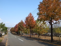 モミジの坂