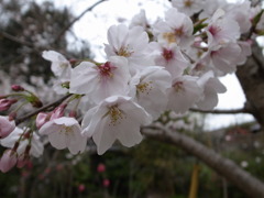 桜