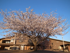 夕焼けに映える桜。