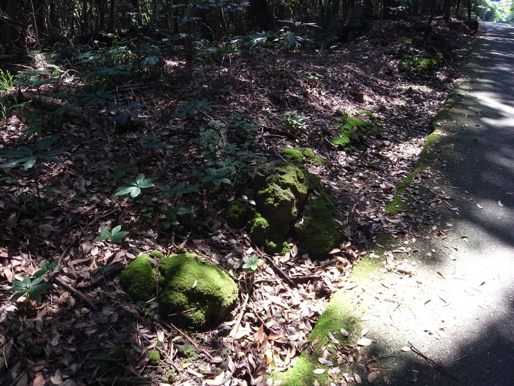 苔に光を