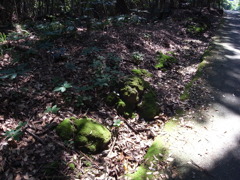 苔に光を