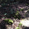 苔に光を