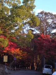 紅葉