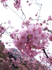 河津桜