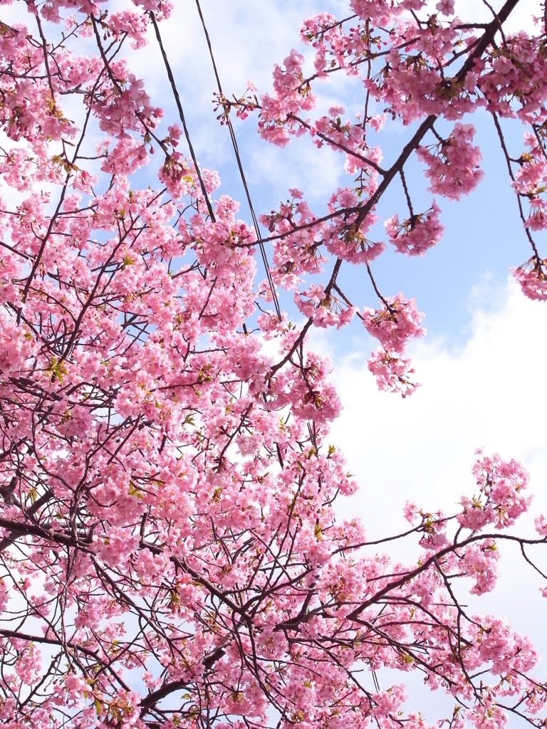 桜咲く
