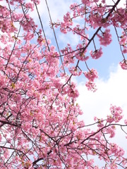 桜咲く