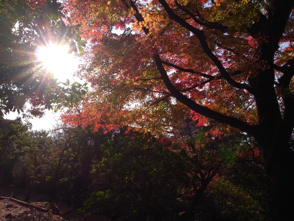 紅葉～若草山～