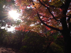 紅葉～若草山～