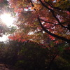 紅葉～若草山～
