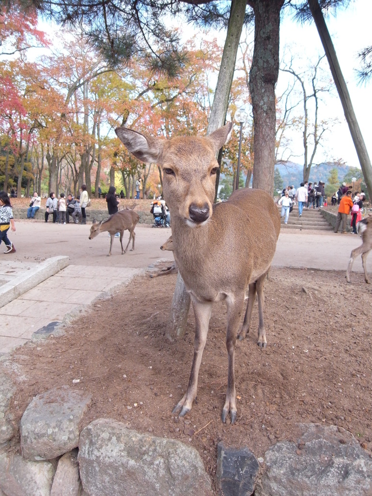 鹿モデル♥