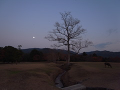 月と鹿