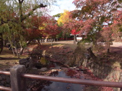 紅葉～奈良公園～