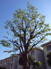清く正しくまっすぐに