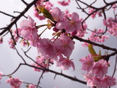 日本の桜