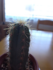 こんにちは