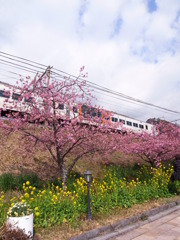 春旅