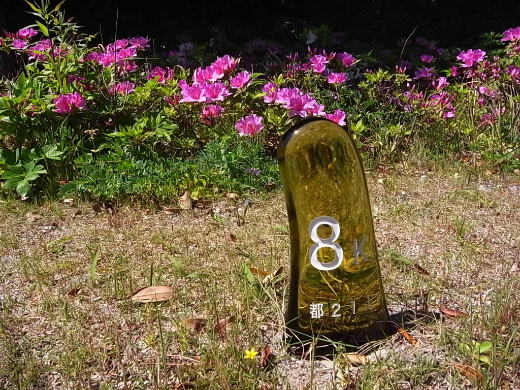にょきっ。