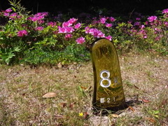 にょきっ。