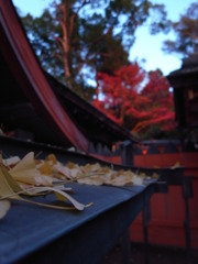 ちりばめられた紅葉