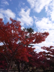 秋晴れの下