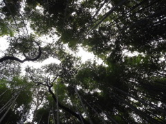 見上げれば・・・