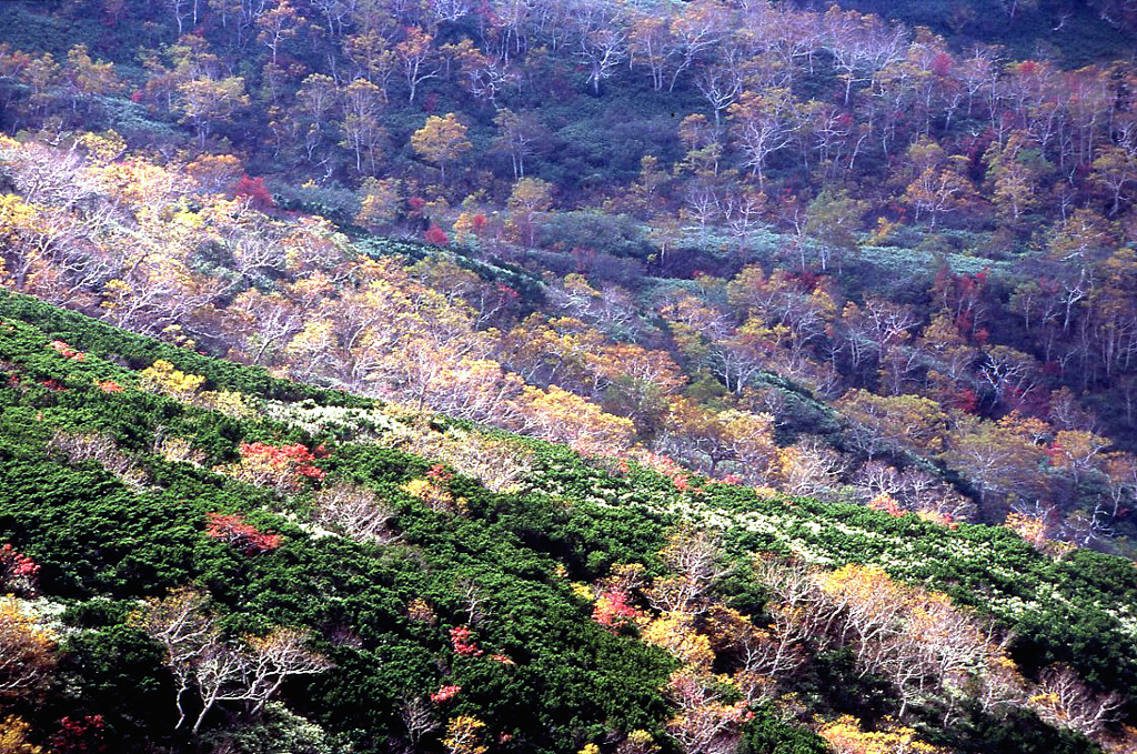 十勝岳紅葉