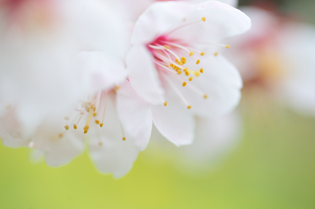 梅の花