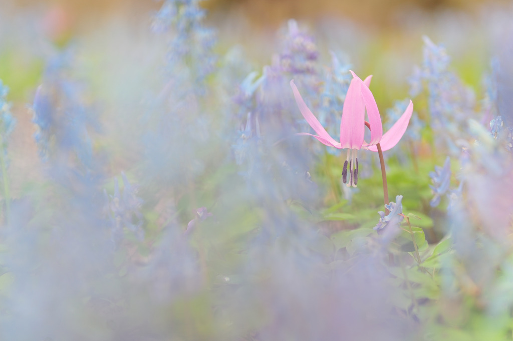 春の花