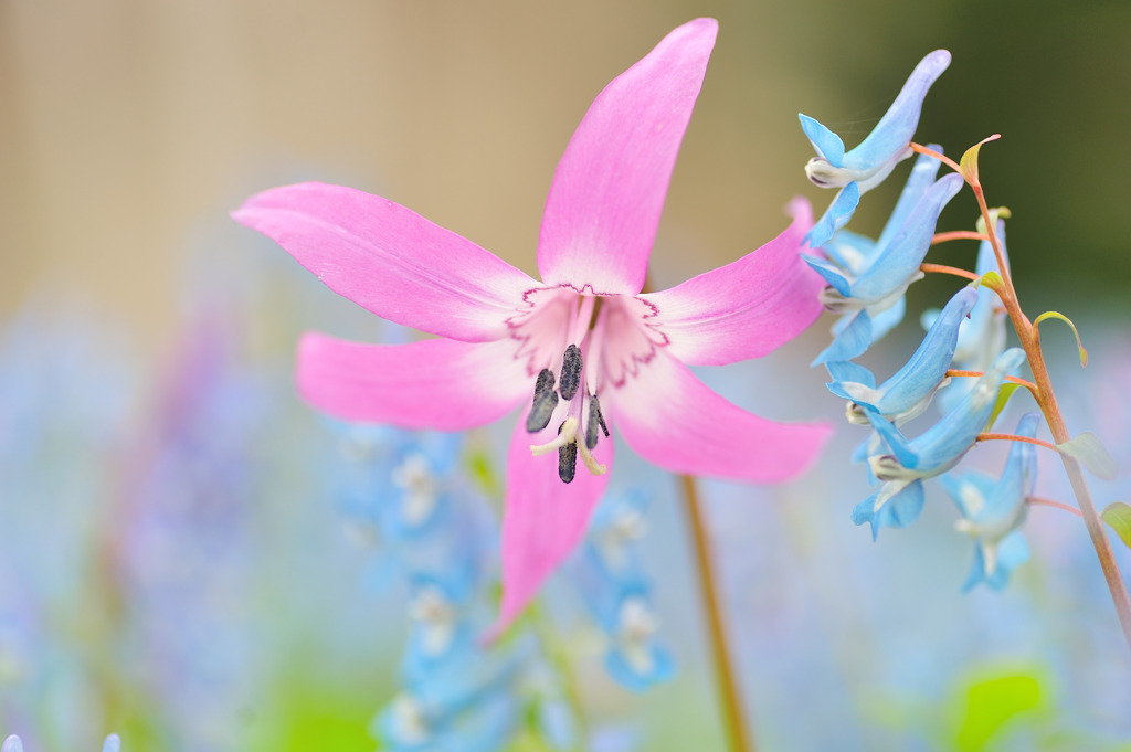 春の花