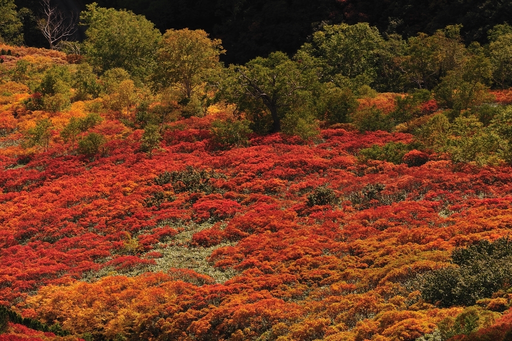 銀泉台紅葉