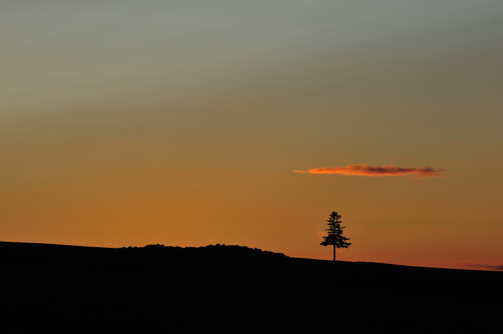 夕日の木