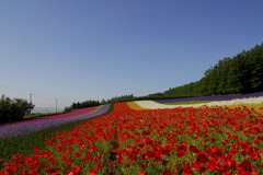 富田ファーム（富良野）