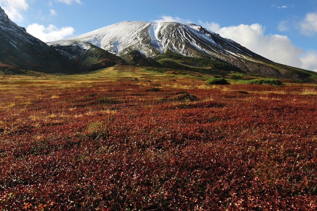大雪山旭岳の紅葉