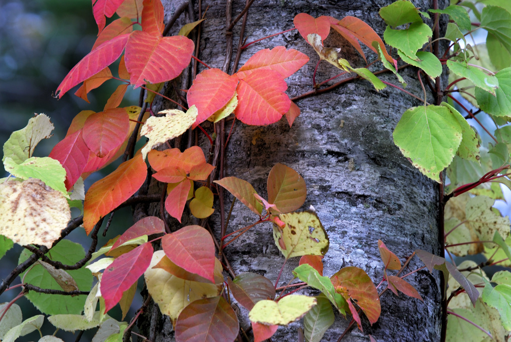 蔦紅葉とダケカンバ