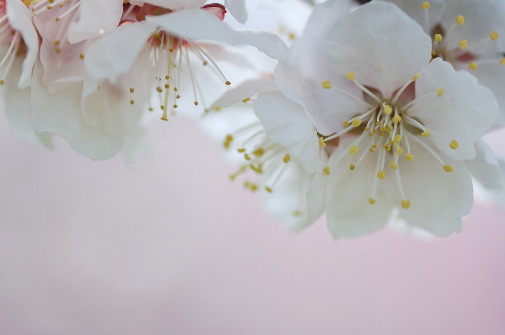 春の花